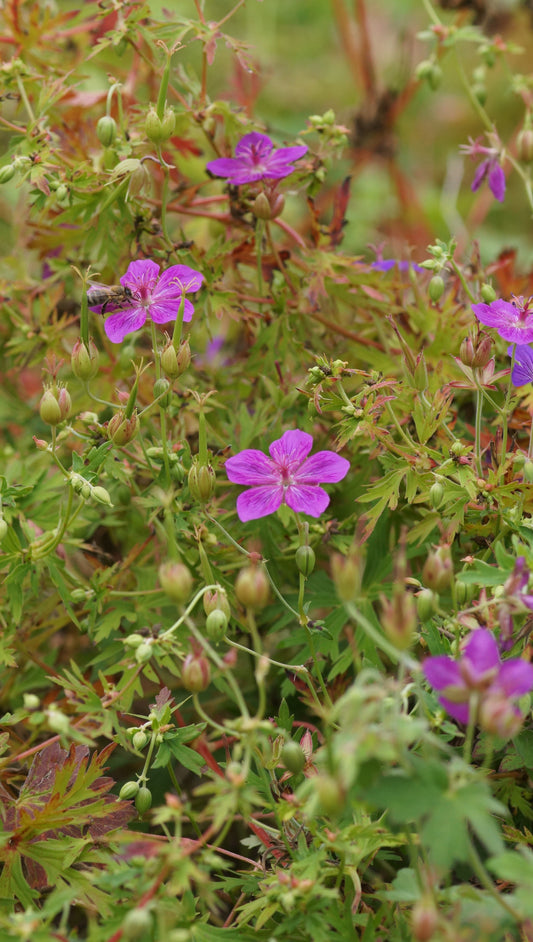 Geranium soboliferum 'Starman' - Spross-Storchschnabel
