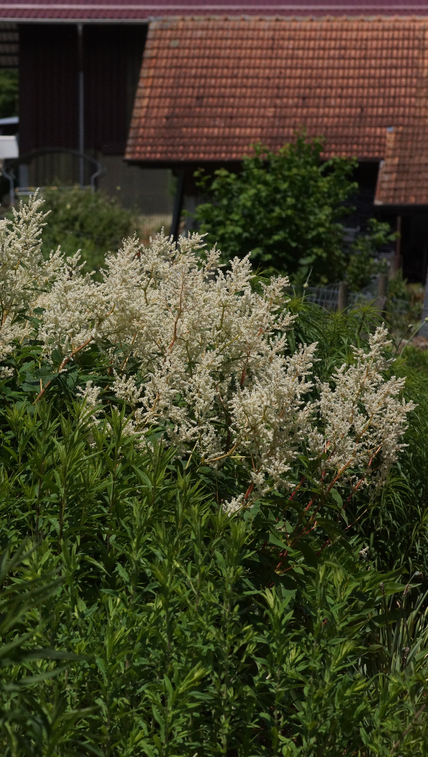 Aconogonon speciosum 'Johanniswolke' - Himalajaknötrich