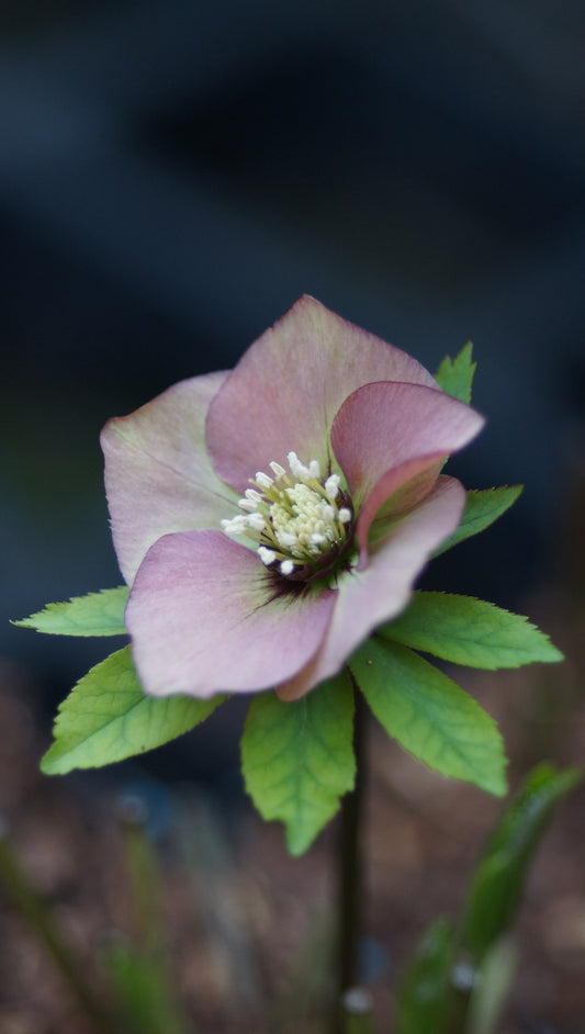 Helleborus orientalis 'Peach' - Lenzrose