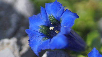 Gentiana acaulis 'Maxima'  - Stängelloser Enzian