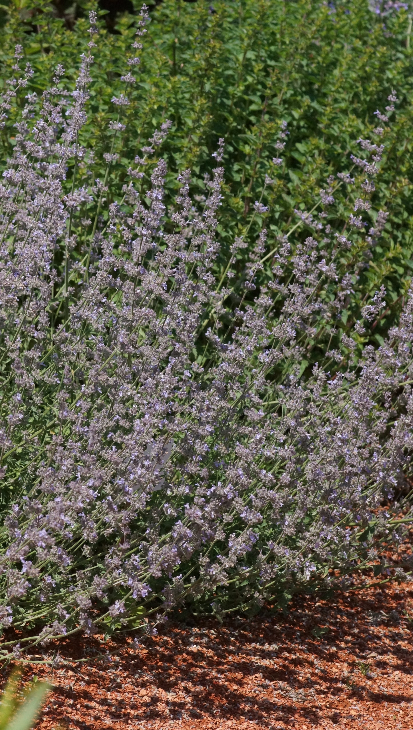 Nepeta x faassenii 'Gletschereis' - Katzenminze