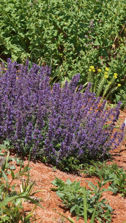 Nepeta grandiflora 'Cat's Pajama' - Katzenminze