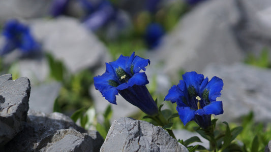 Gentiana acaulis 'Maxima'  - Stängelloser Enzian