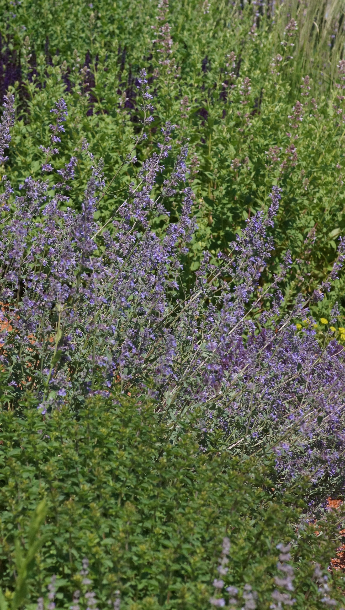 Nepeta x faassenii 'Walkers Low' - Katzenminze