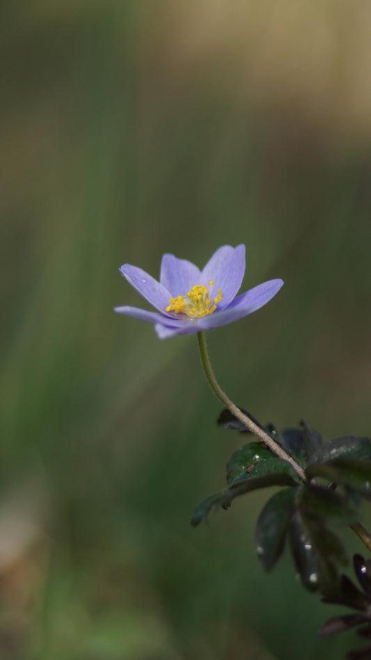 Anemone nemorosa 'Atrocaerulea' - Buschwindröschen