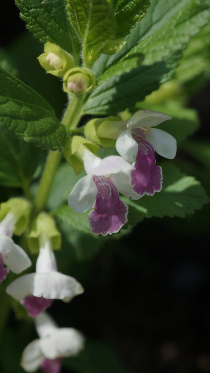 Melittis melissophyllum 'Royal Velvet Distinction' - Immenblatt