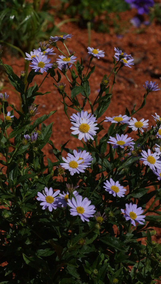 Kalimeris incisa 'Blue Star' - Schönaster