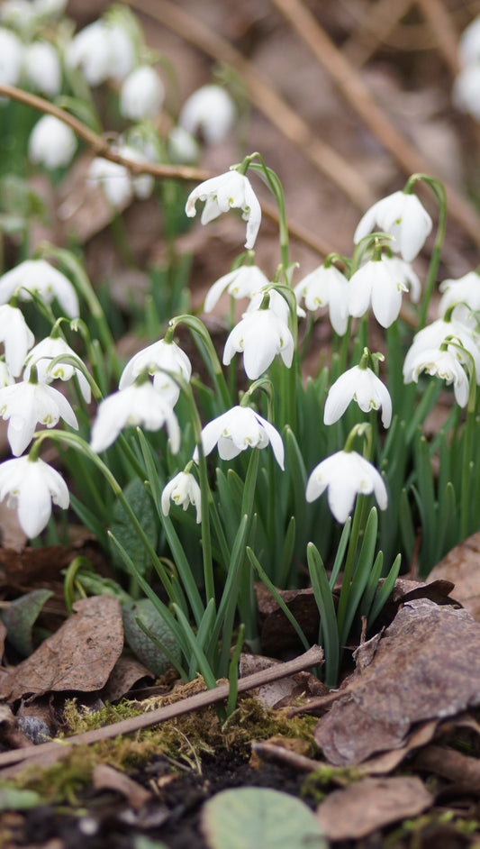 Galanthus nivalis 'Flore Pleno' - Gefülltes Schneeglöckchen