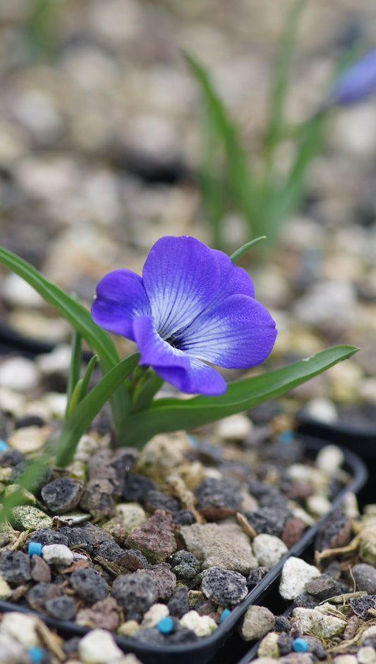 Tecophilea cyanocrocus 'Violacea' - Chilenischer Enziankrokus