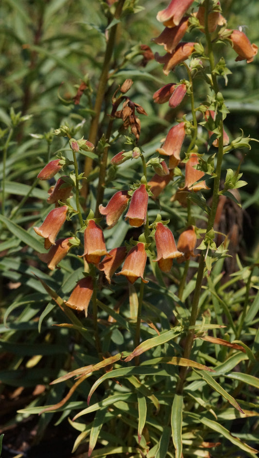 Digitalis obscura 'Sunset®' - Spanischer Fingerhut