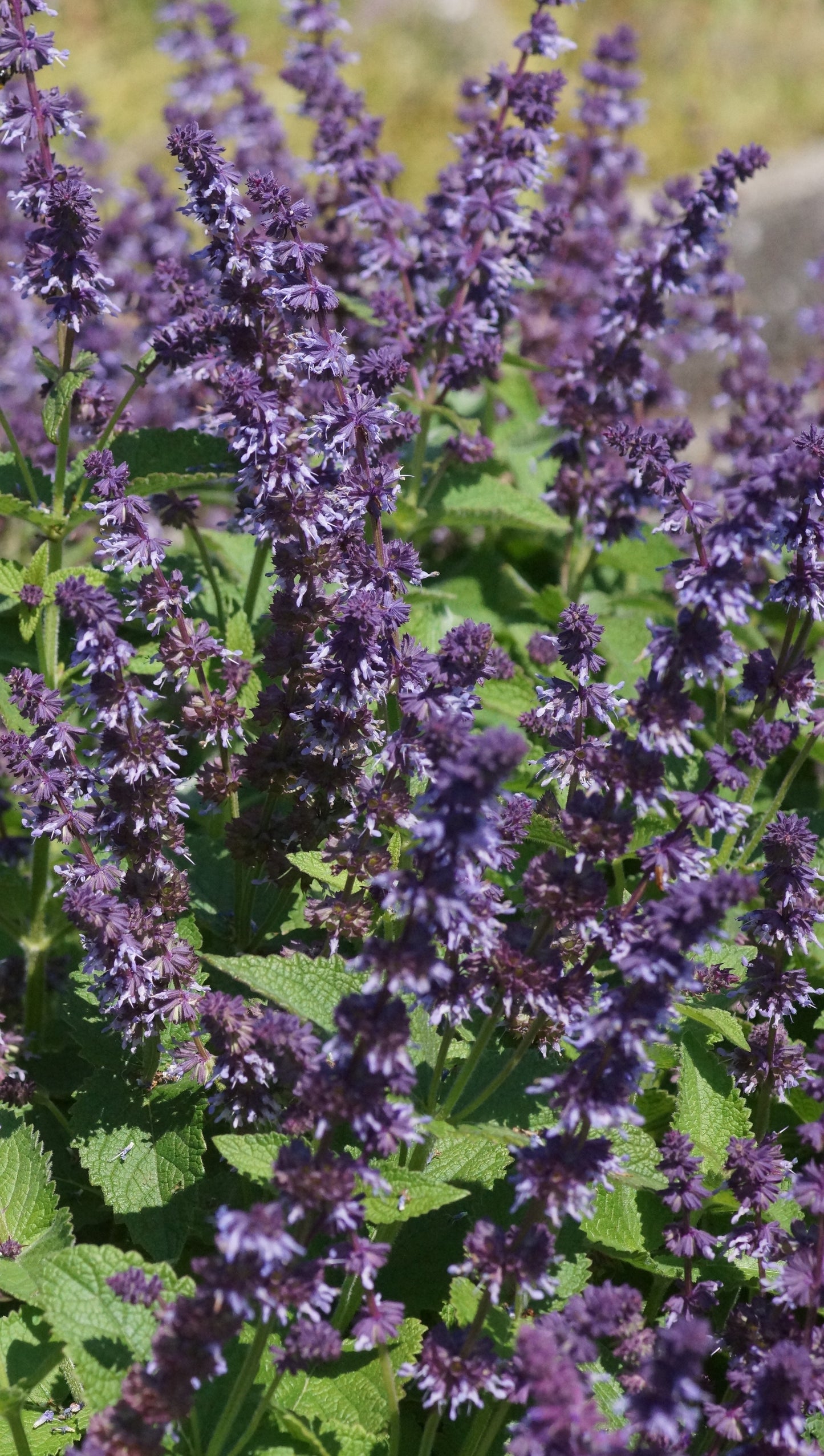 Salvia vertivillata 'Hannays Blue' - Quirlblütiger Salbei