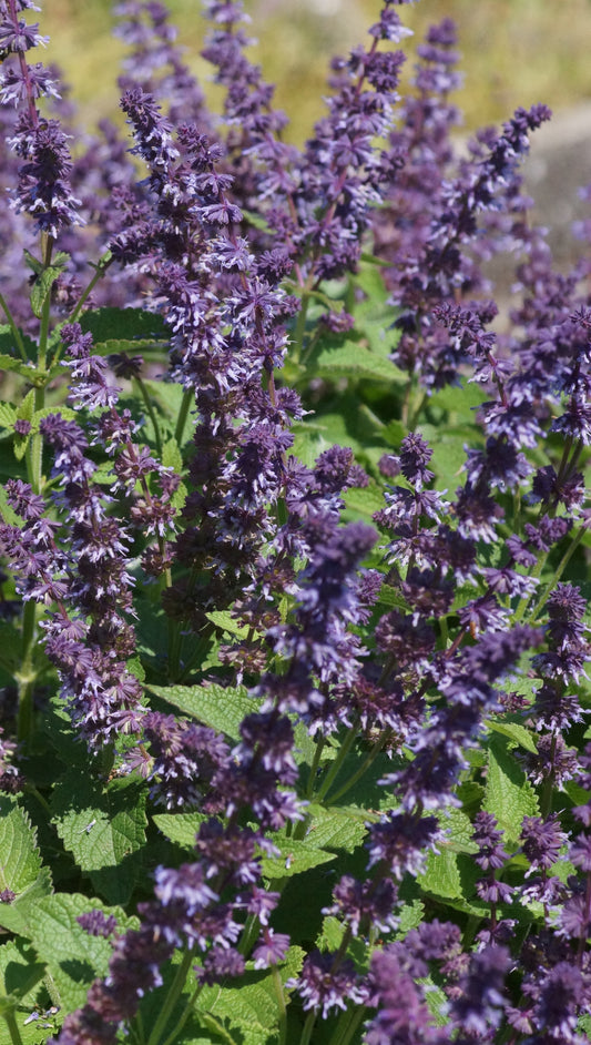 Salvia vertivillata 'Hannays Blue' - Quirlblütiger Salbei