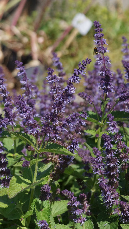 Salvia vertivillata 'Hannays Blue' - Quirlblütiger Salbei