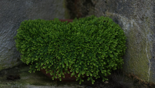 Selaginella helvetica - Schweizer Moosfarn