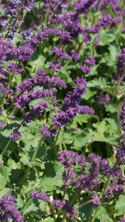 Salvia verticillata 'Purple Rain' - Quirlblütiger Salbei