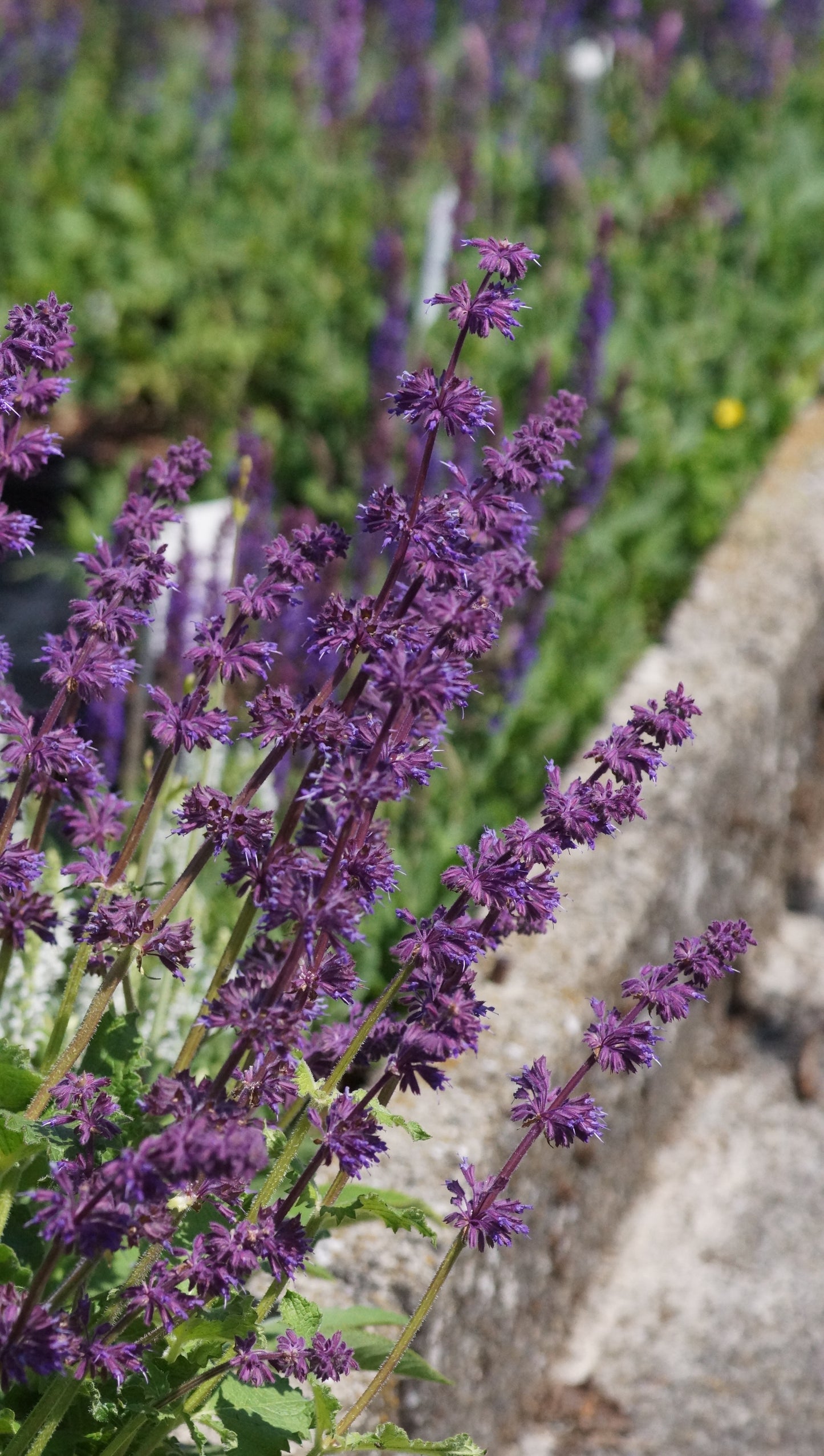 Salvia verticillata 'Purple Rain' - Quirlblütiger Salbei