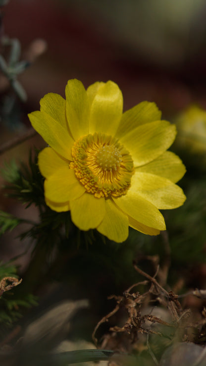 Adonis vernalis - Frühlings-Adonisröschen