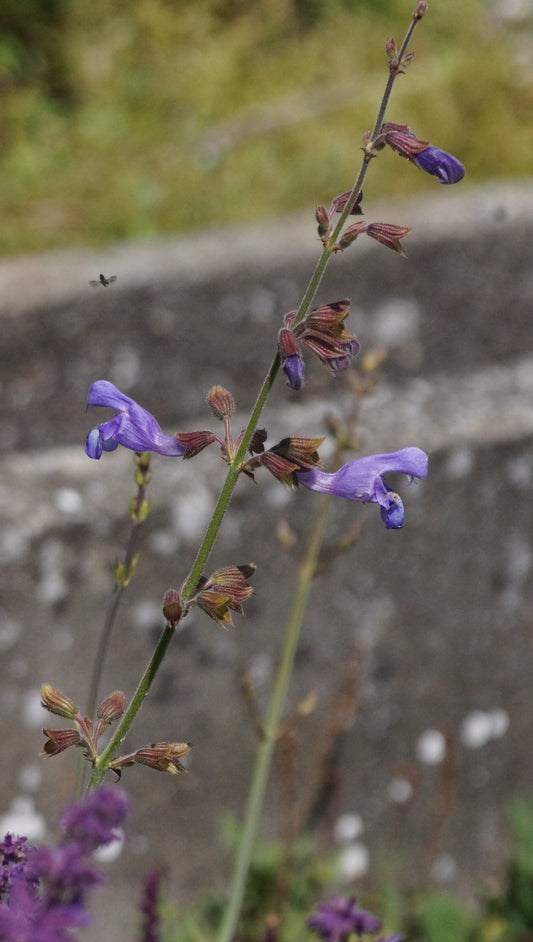 Salvia ringens - Olymp-Salbei