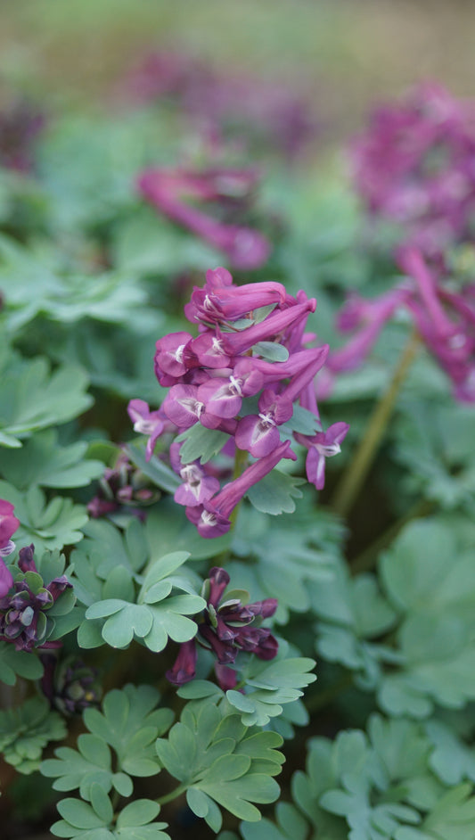 Corydalis solida 'Puprle Bird' - Gefingerter Lerchensporn