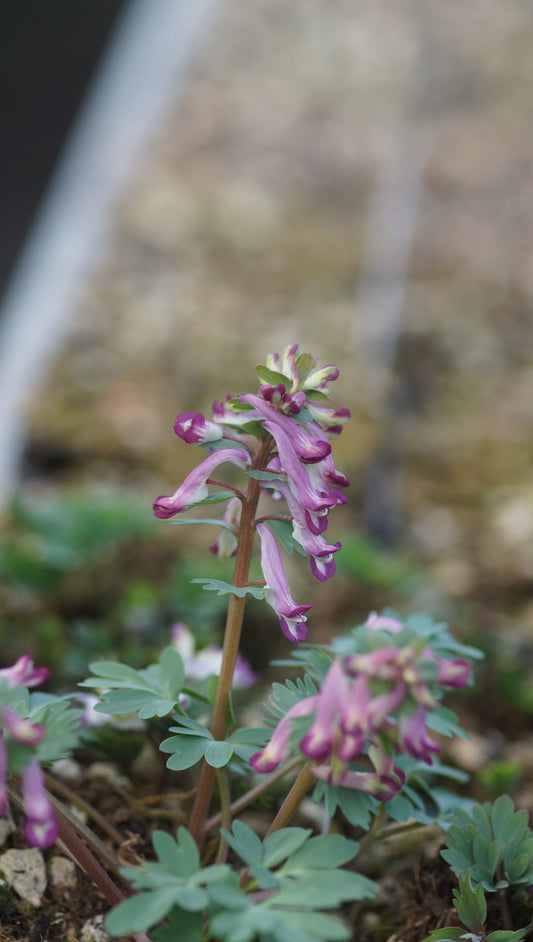 Corydalis solida - Gefingerter Lerchensporn