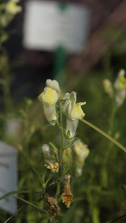 Antirrhinum braun-blanquetii - Iberisches Löwenmäulchen
