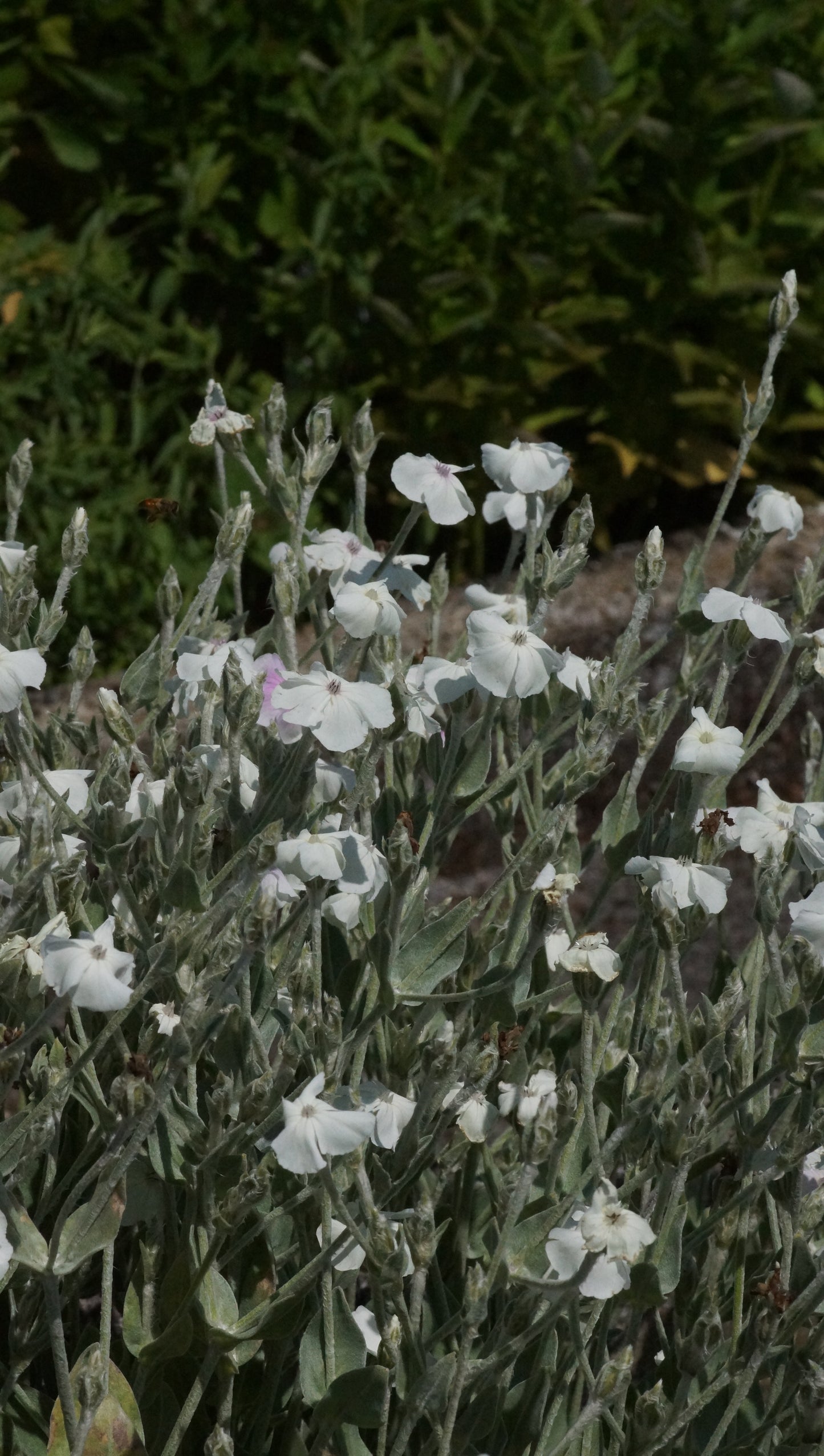 Lychnis coronaria 'Alba' - Weisse Lichtnelke
