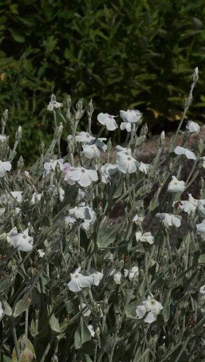 Lychnis coronaria 'Alba' - Weisse Lichtnelke