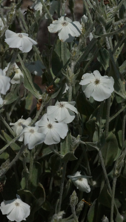Lychnis coronaria 'Alba' - Weisse Lichtnelke