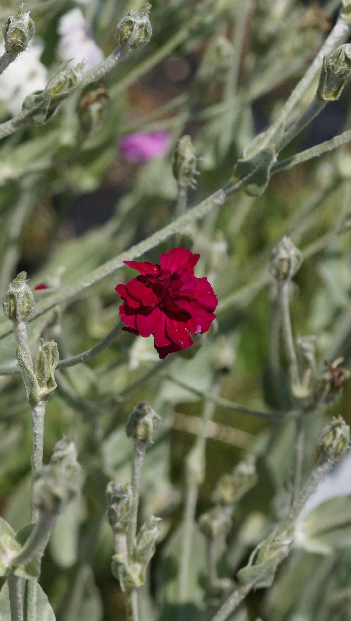 Lychnis coronaria 'Gardeners World' - Gefüllte Lichtnelke