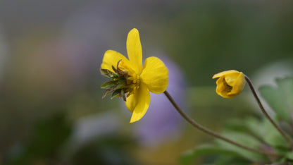 Anemone ranunculoides 'Golden Dream' - Gelbes Buschwindröschen