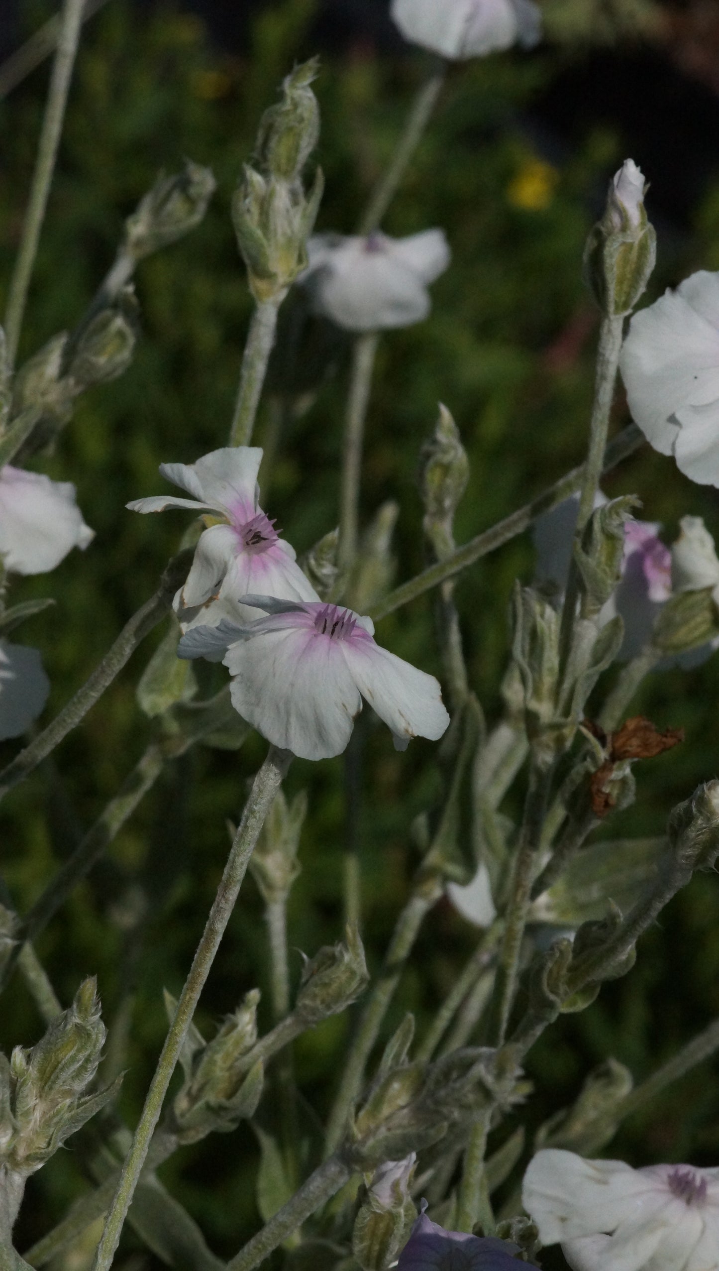 Lychnis coronaria 'Oculata' - Lichtnelke