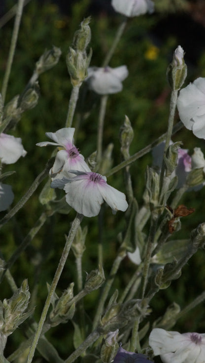 Lychnis coronaria 'Oculata' - Lichtnelke