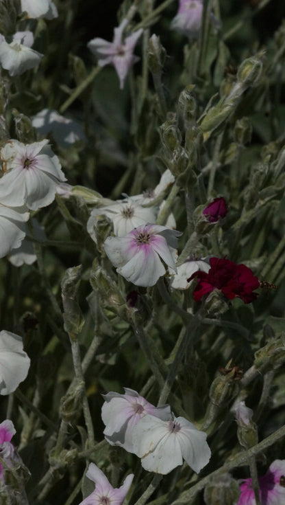 Lychnis coronaria 'Oculata' - Lichtnelke
