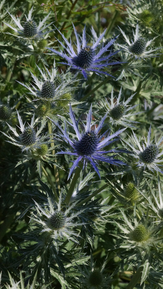 Eryngium x zabelii 'Big Blue' - Edeldistel-Mannstreu