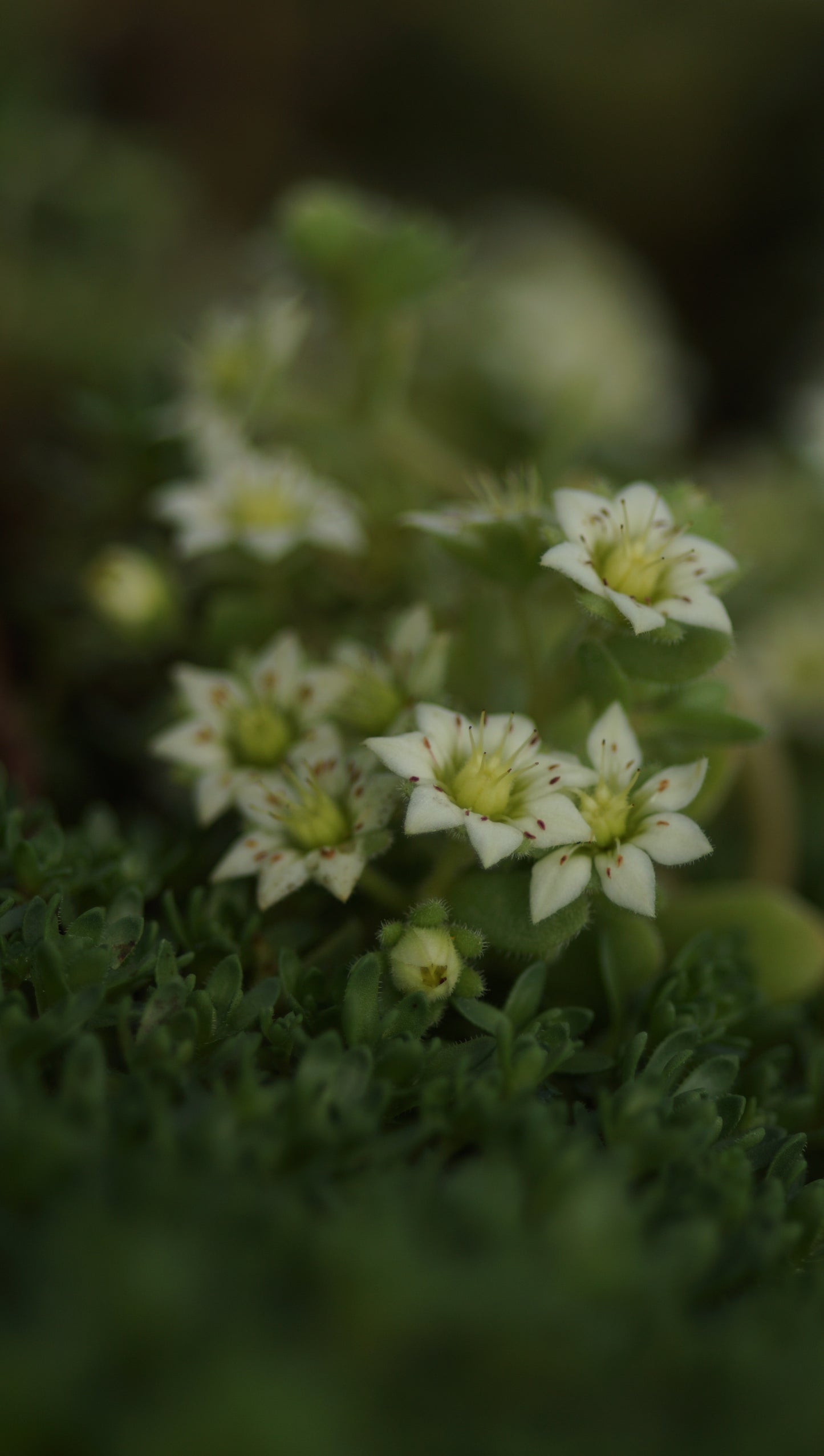 Rosularia sedioides - Himalaya-Dickröschen