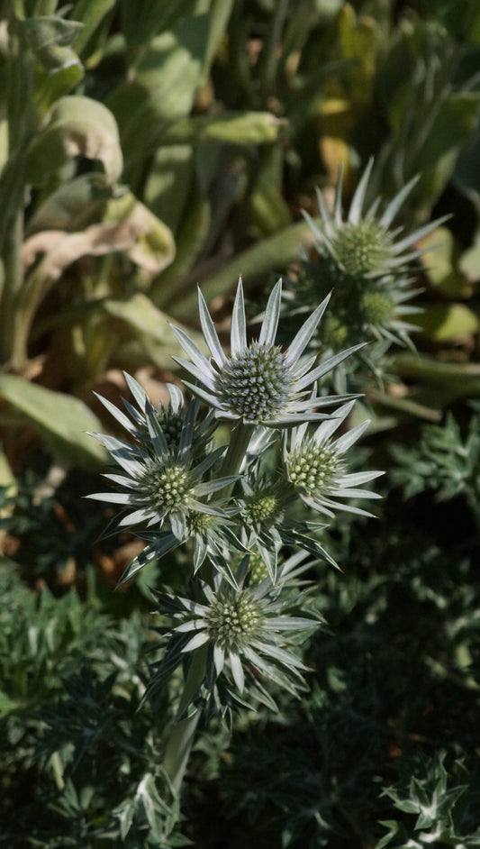 Eryngium bourgatii - Spanischer Mannstreu
