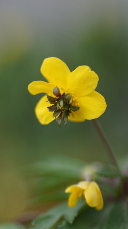 Anemone ranunculoides 'Golden Dream' - Gelbes Buschwindröschen