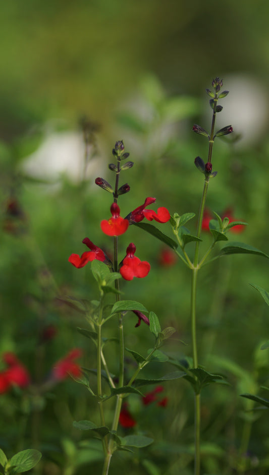 Salvia greggii 'Royal Bumble' - Herbst-Salbei