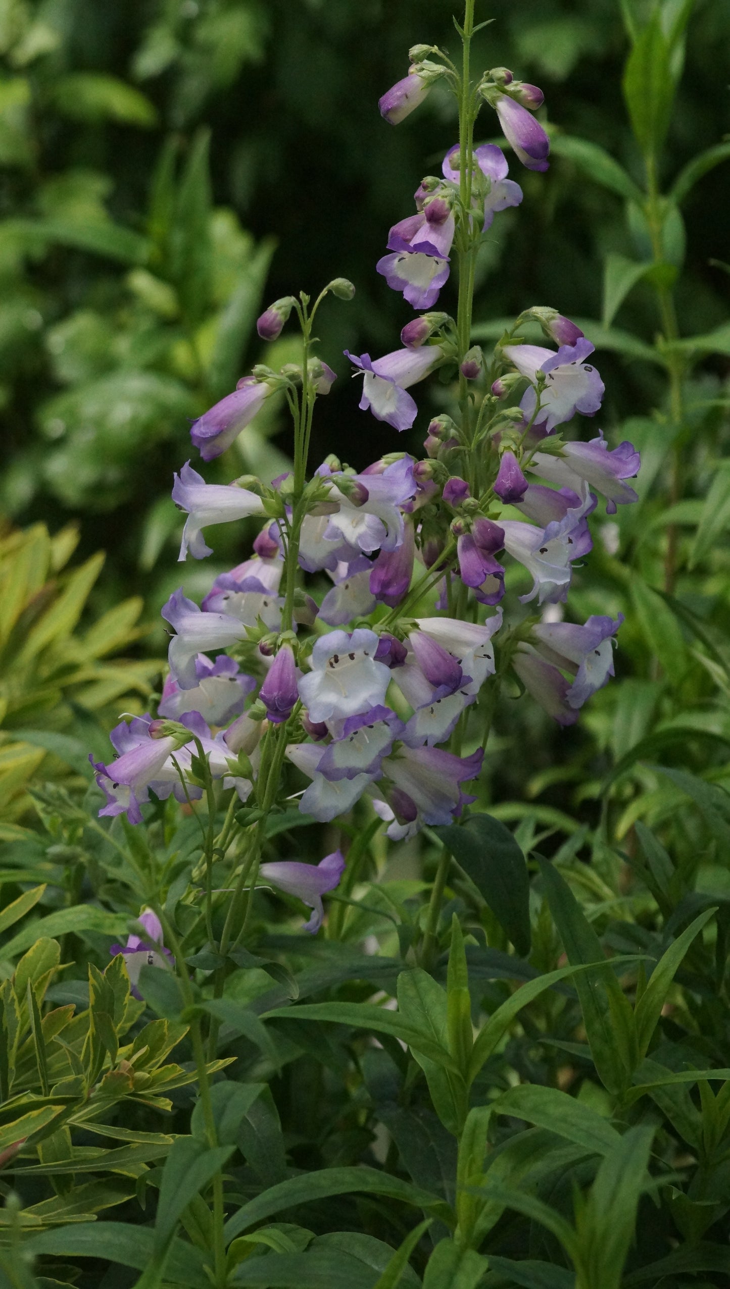 Penstemon Hybride 'Alice Hindley' - Garten-Bartfaden