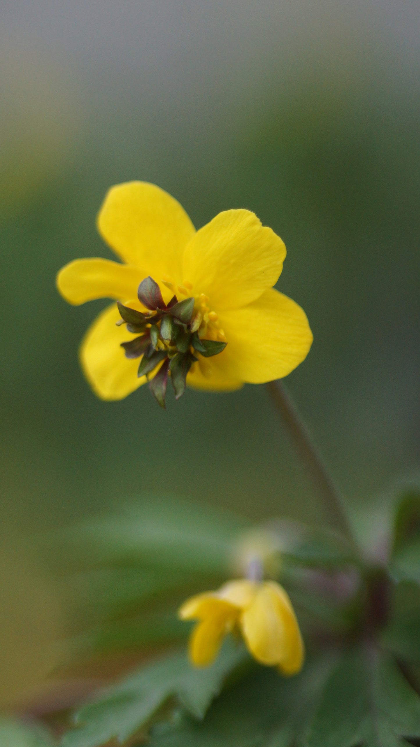 Anemone ranunculoides 'Golden Dream' - Gelbes Buschwindröschen