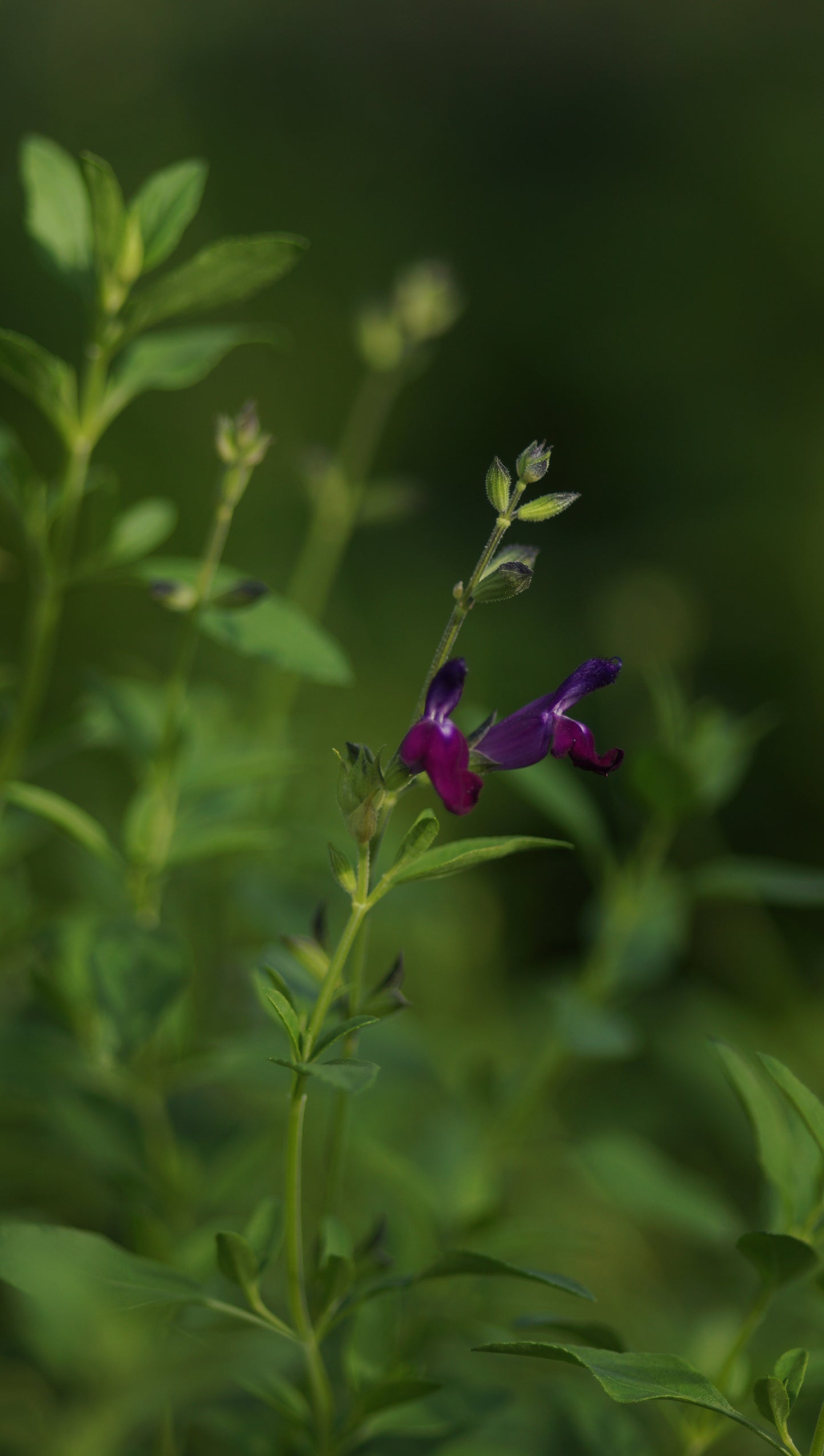 Salvia x jamensis 'Nachtvlinder' - Herbst-Salbei