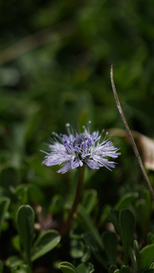 Globularia cordifolia 'Kleiner St. Bernhard' - Herzblättrige Kugelblume