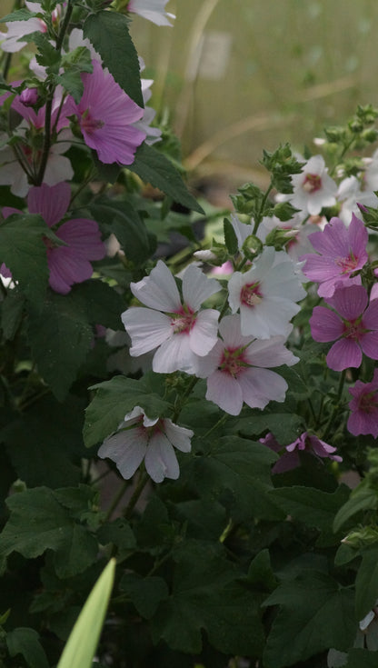 Lavatera x clementii 'Barnsley' - Busch-Malve