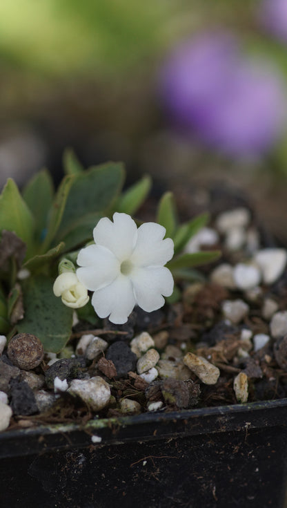 Primula x miniera 'Alba' - Seealpen-Primel