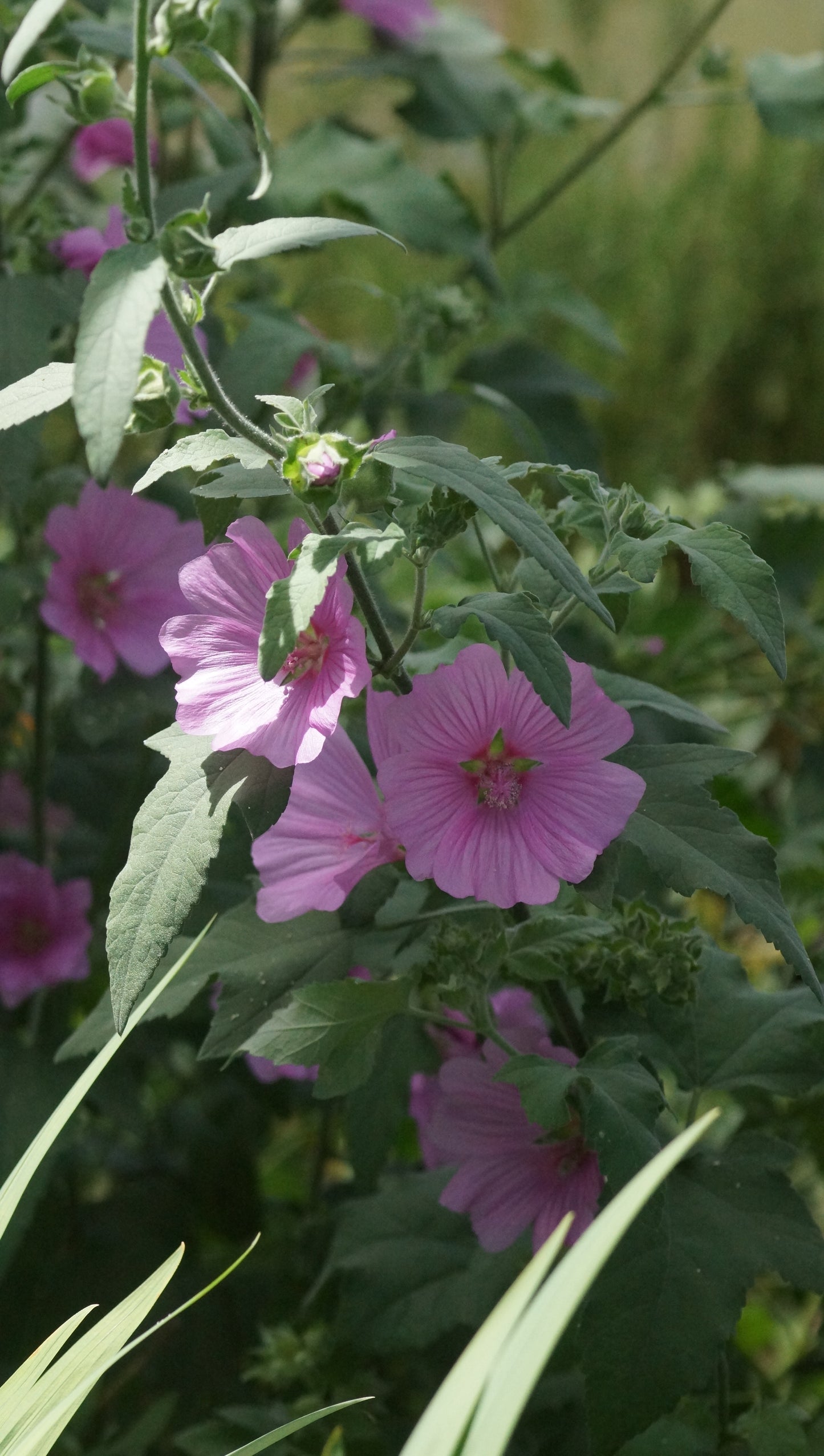 Lavatera x clementii 'Rosea' - Busch-Malve