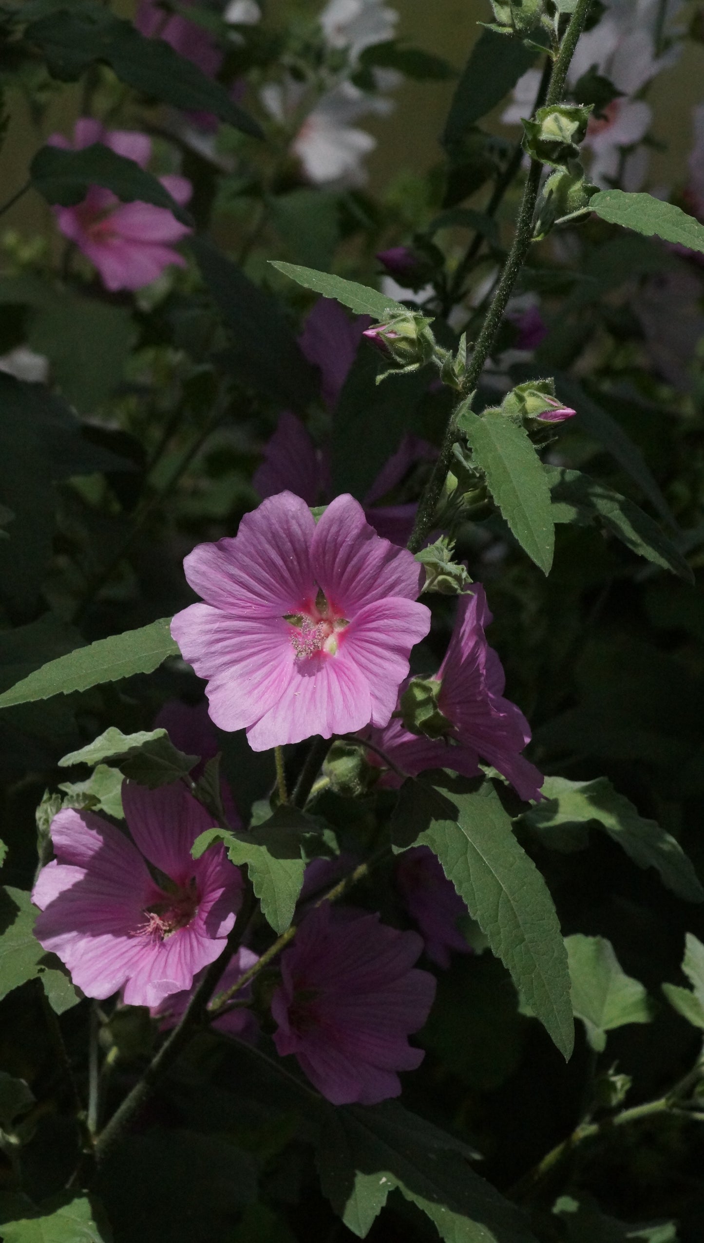 Lavatera x clementii 'Rosea' - Busch-Malve