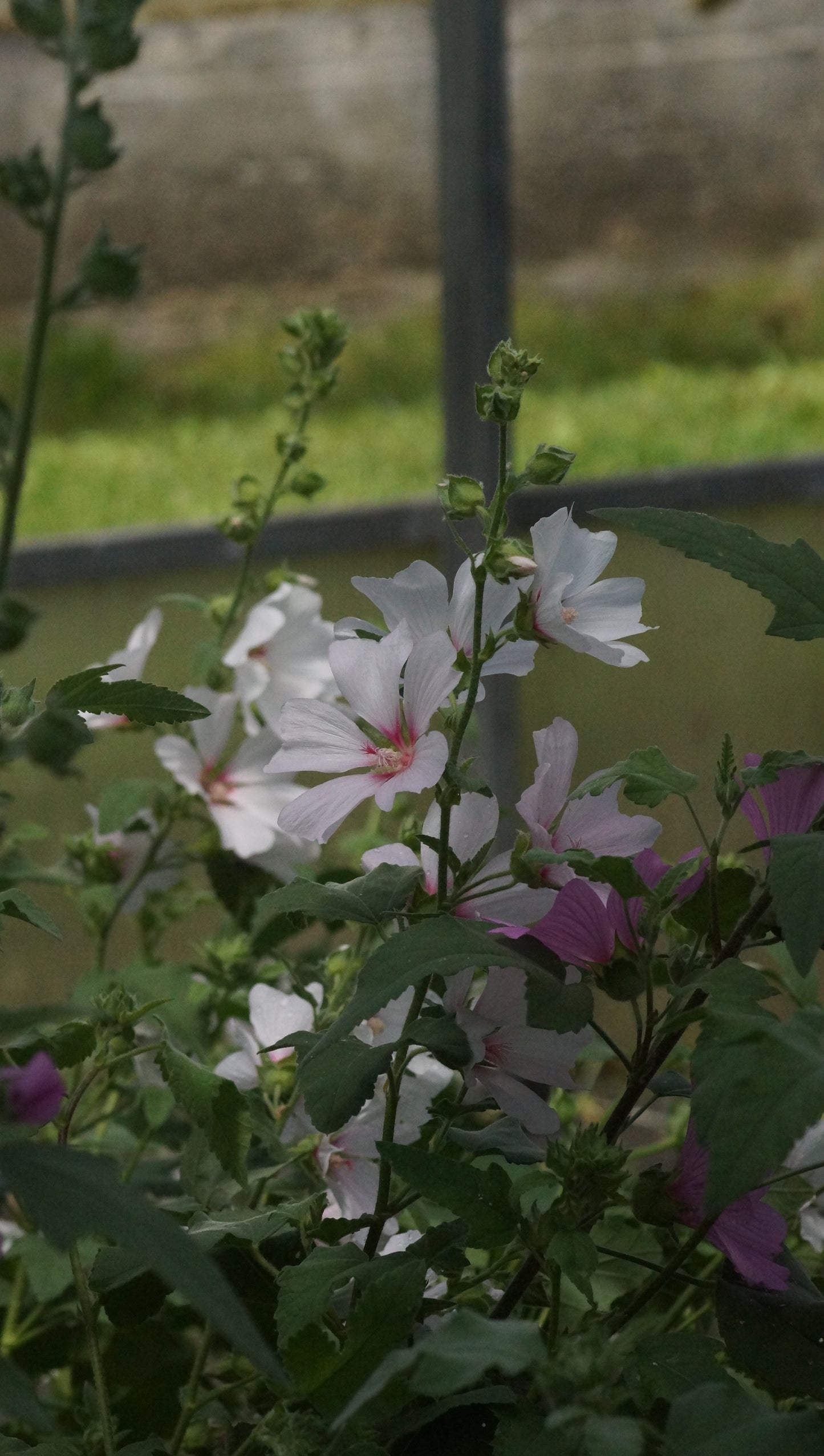 Lavatera x clementii 'Barnsley' - Busch-Malve