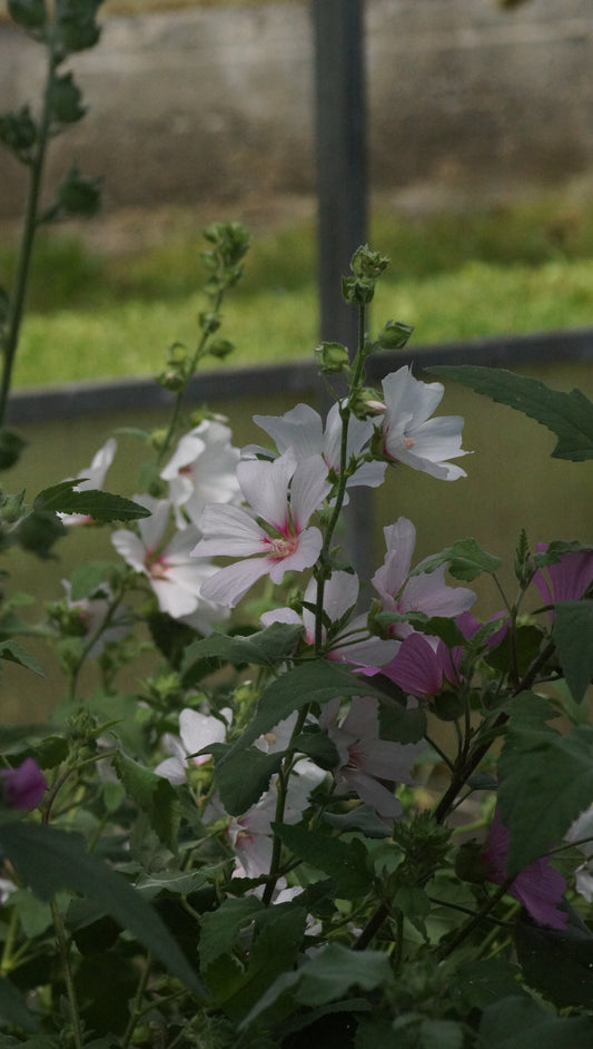 Lavatera x clementii 'Barnsley' - Busch-Malve