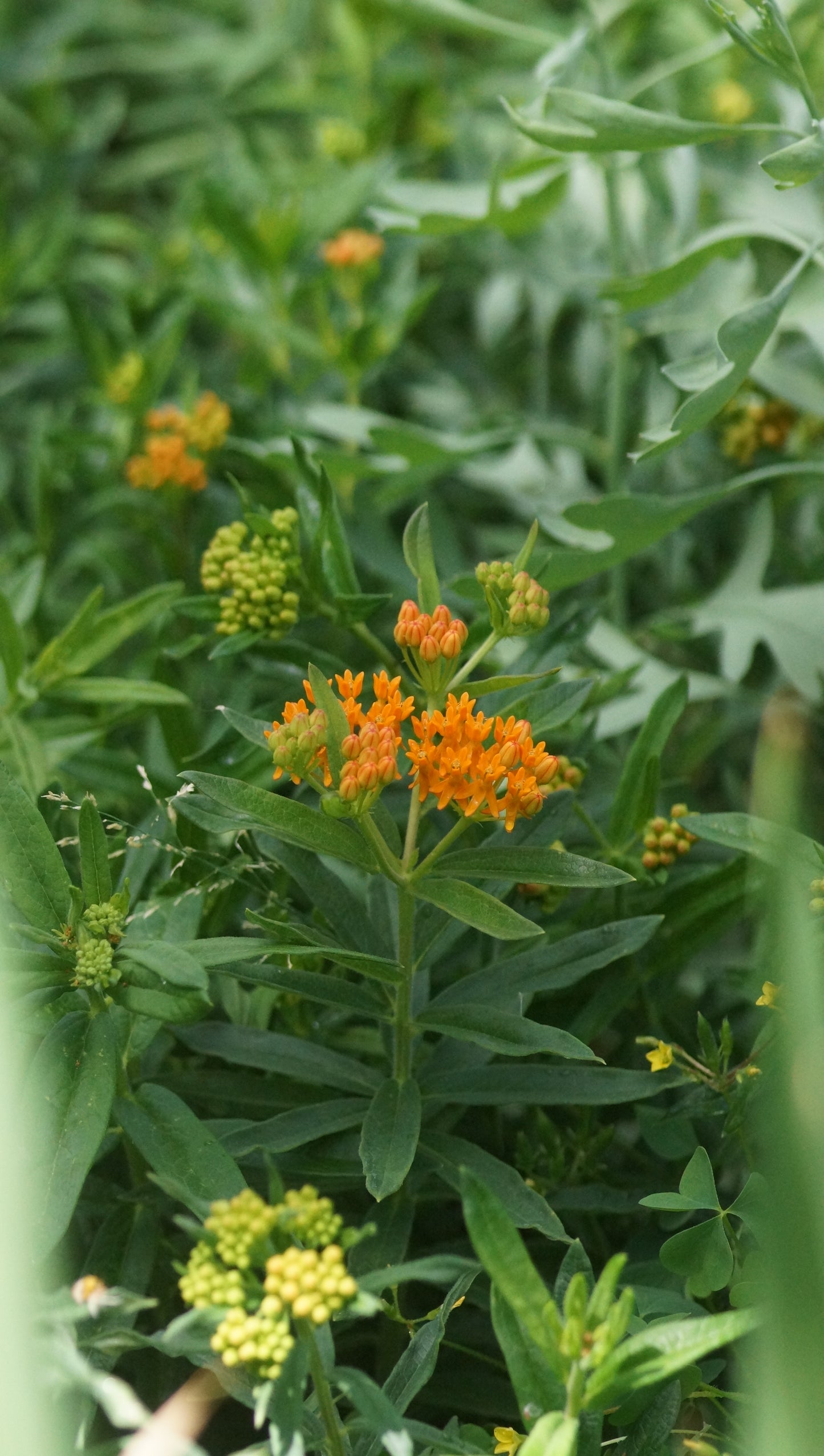 Asclepias tuberosa - Knollige Seidenpflanze