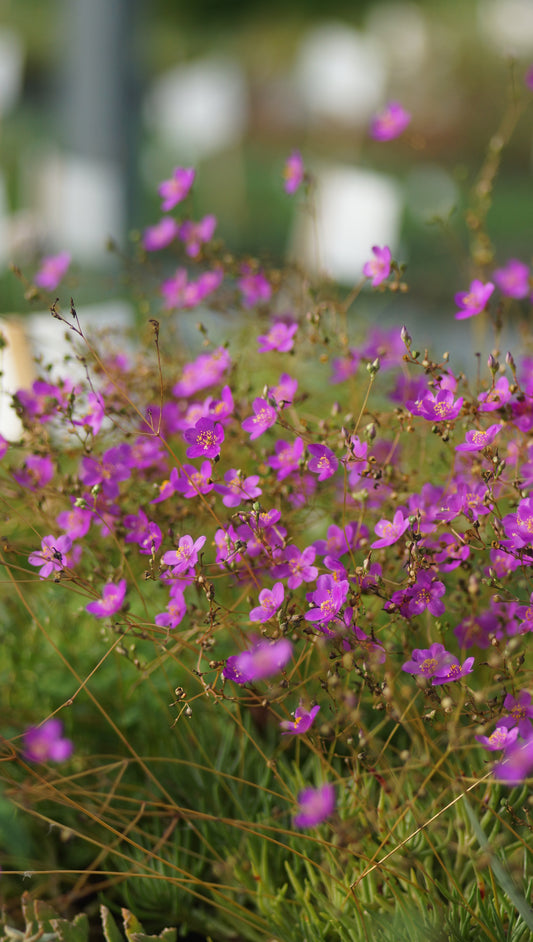 Talinum calycinum (Syn. Phemeranthus calycinus) - Scheinportulak